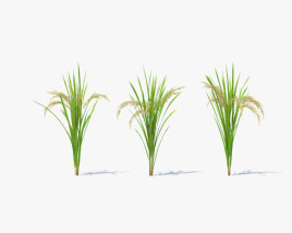 Planta de arroz Modelo 3D