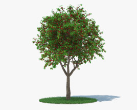 Вишневе дерево 3D модель