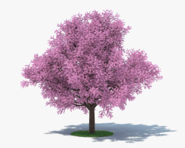 樱花树 3D模型