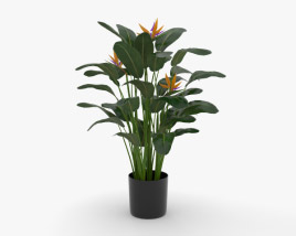 낙원의 새 꽃 3D 모델 