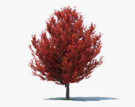 Red Maple 3D model