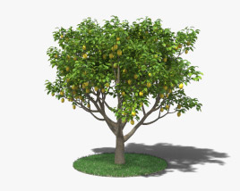 Zitronenbaum 3D-Modell