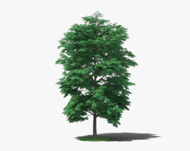 Pecan Tree 3D model