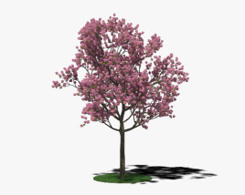 Розовое дерево пуи 3D модель