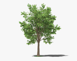 Тиковое дерево 3D модель