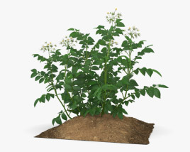 马铃薯植物 3D模型