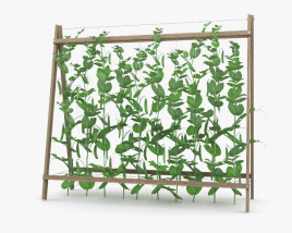 Горох растение 3D модель