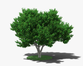 无花果树 3D模型