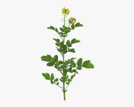 Горчица растение 3D модель