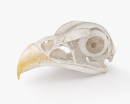 Череп птицы 3D модель