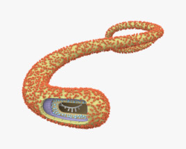 Virus del ébola Modelo 3D