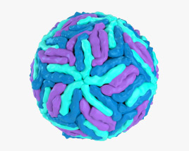 Dengue Virus 3D model
