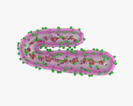 Virus de Marburgo Modelo 3D