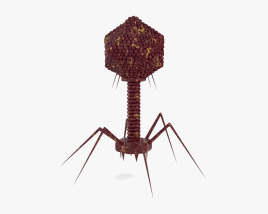 噬菌体 3D模型