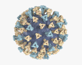 Virus del morbillo Modello 3D