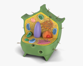 Plant Cell 3D model